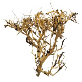 CORAL SINKER