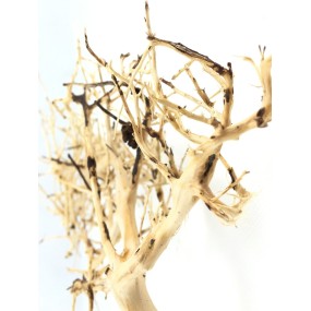 SMALL TREE