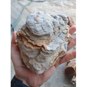 Multilayer Red
