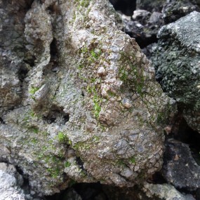CORAL SINKER