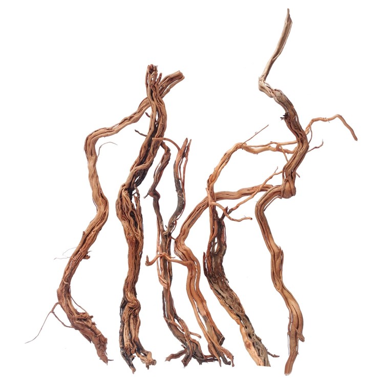 Ramas Twist Root