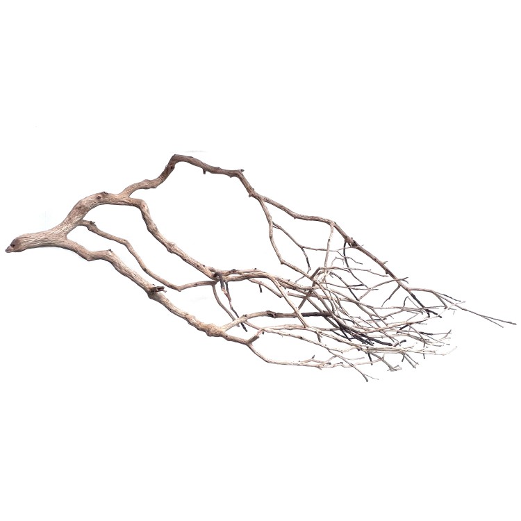 PERITA WOOD