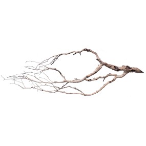 Manzanita