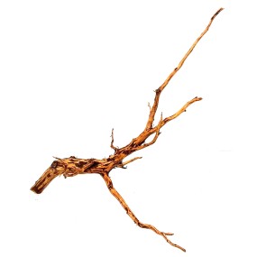 RASAMALA BROWN