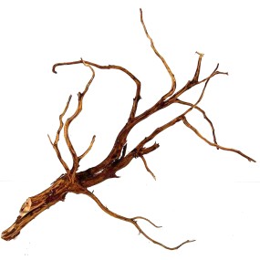 RASAMALA BROWN