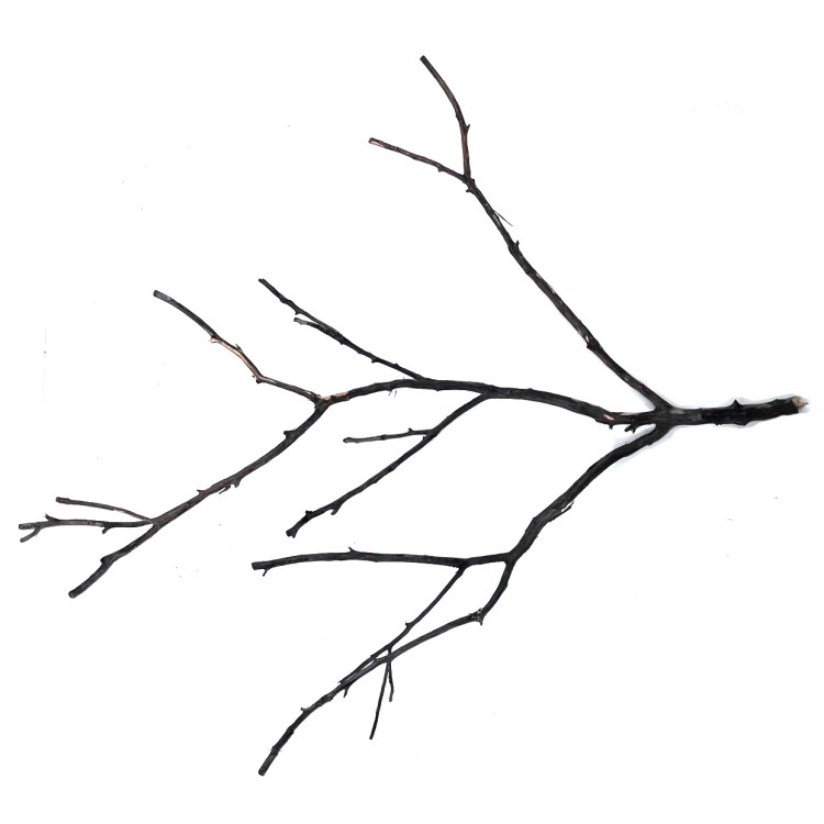 Shadow wood