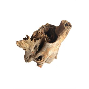 Tree stump