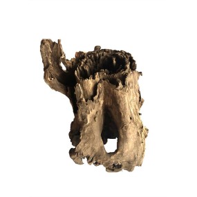 Tree stump