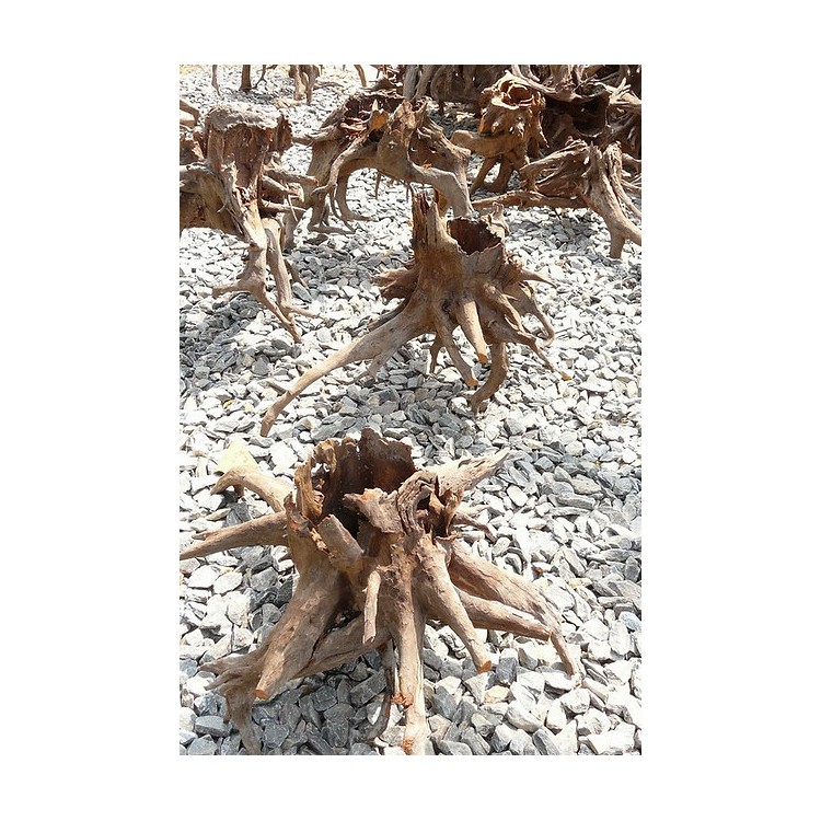 Driftwood hole and root