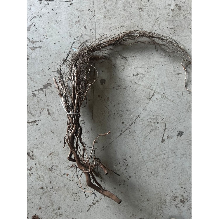 water root