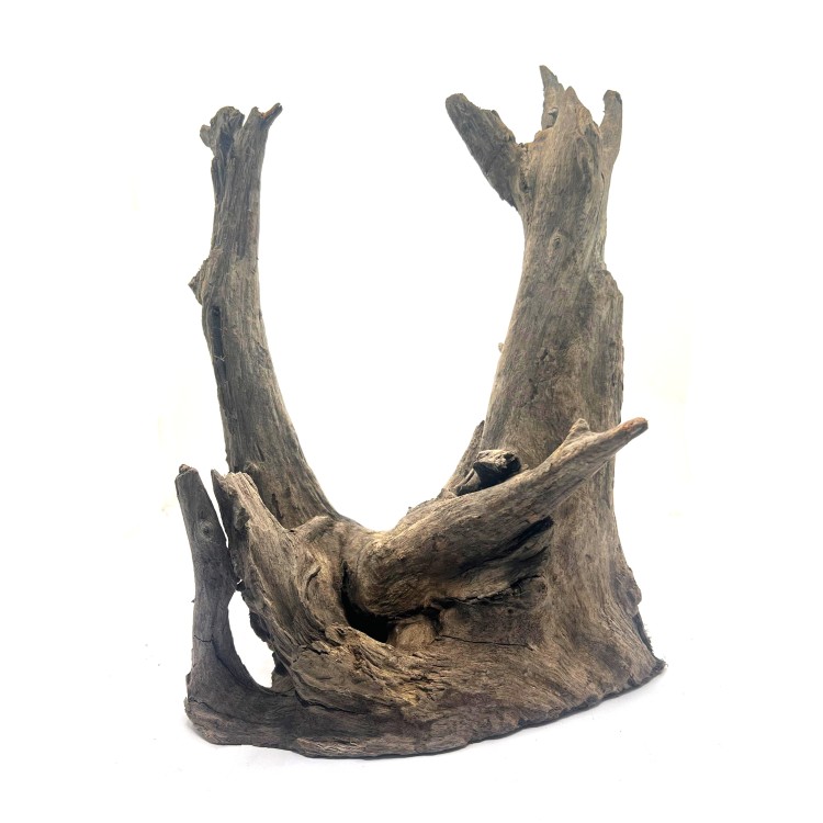 Natural old tree root