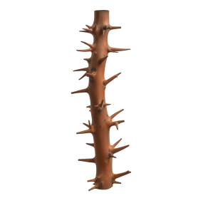 Spiny Branch