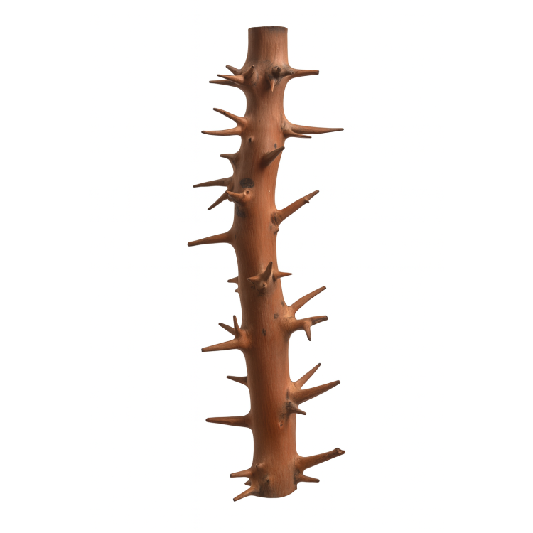 Spiny Branch