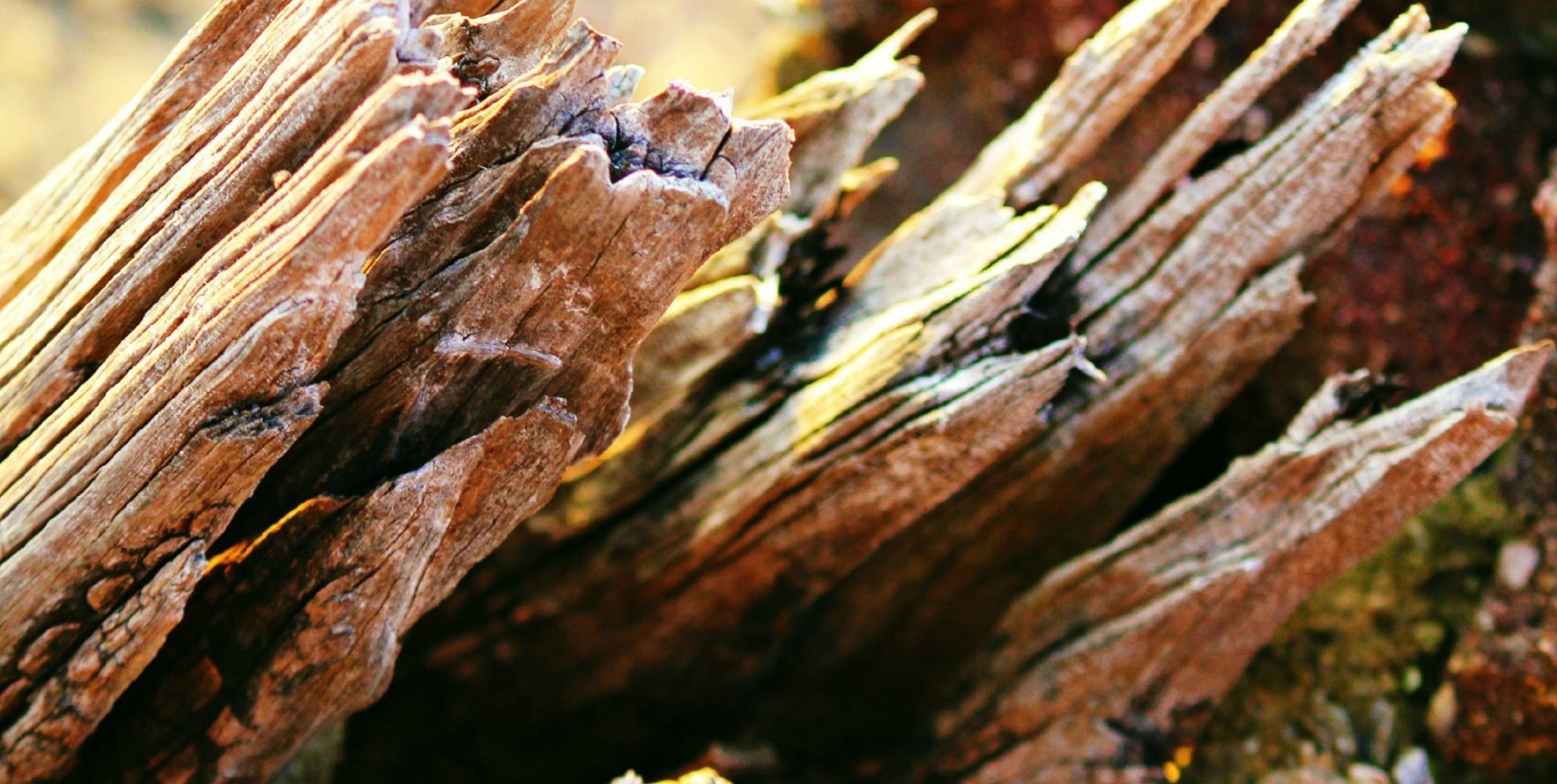 Riverest wood